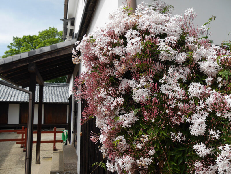 ハゴロモジャスミンの花