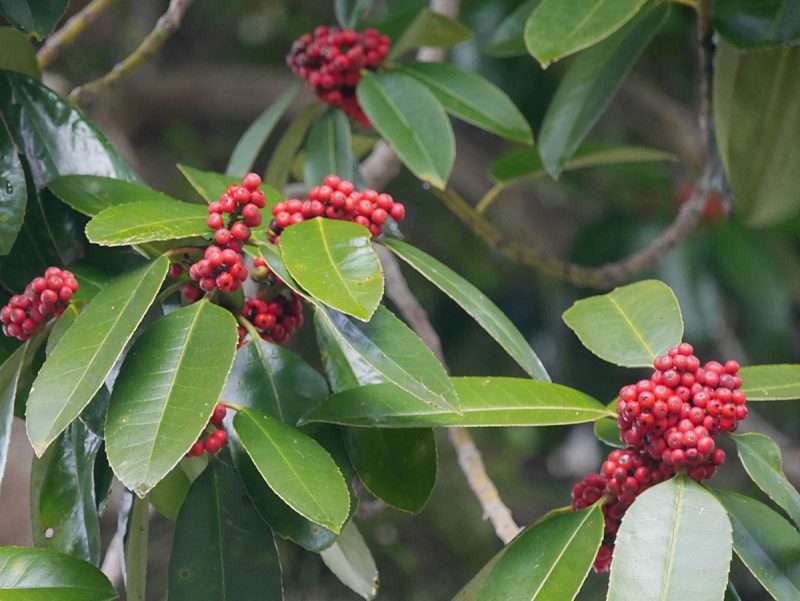 多羅葉の木　熟した赤い実