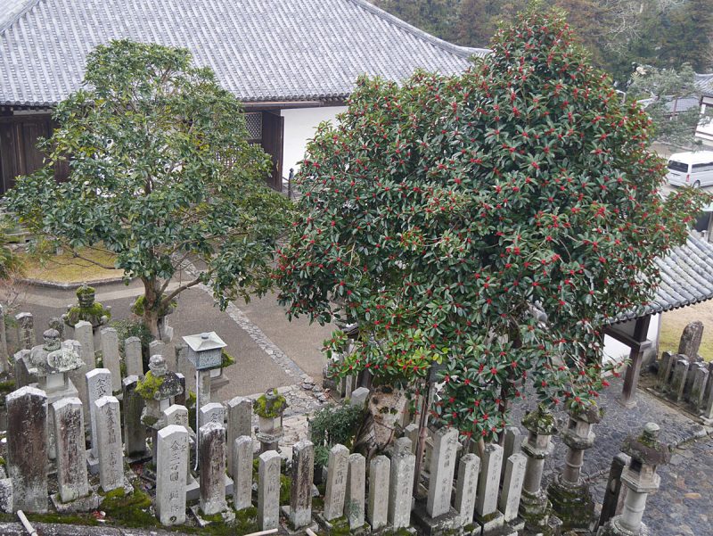 多羅葉の木　全体