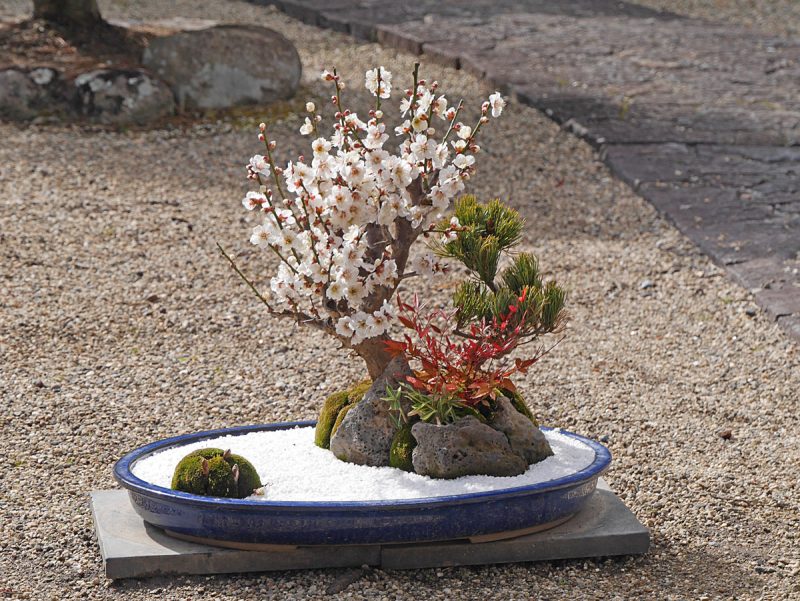 梅の盆栽