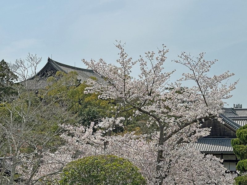 寺務所の桜