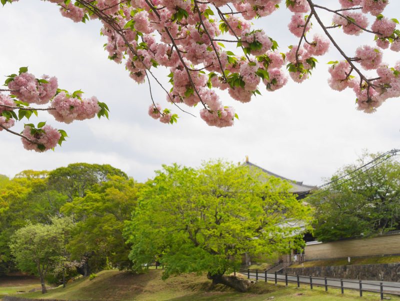 奈良公園事務所の桜 楊貴妃