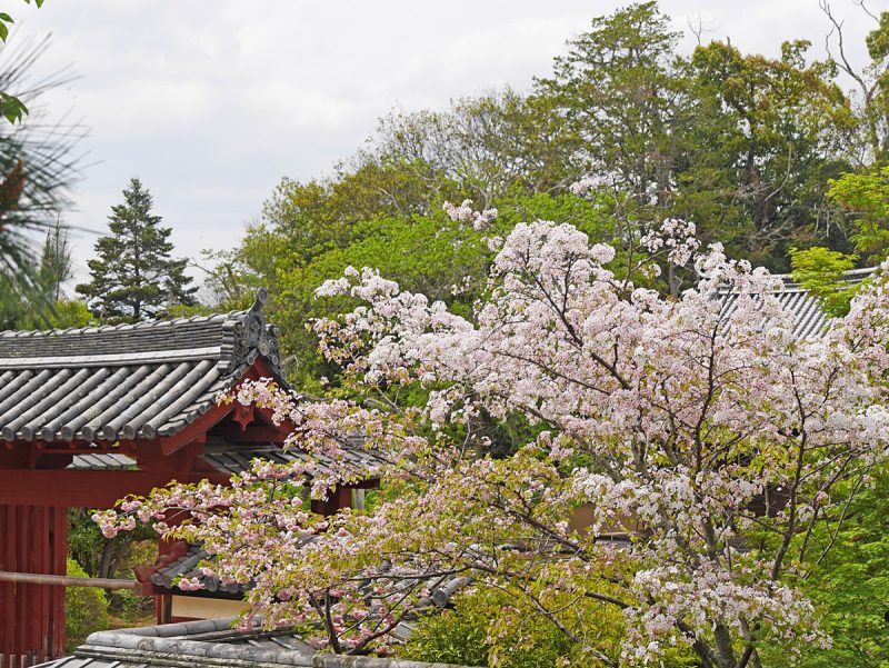 勧進所の桜