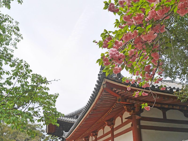 念仏堂の裏の桜