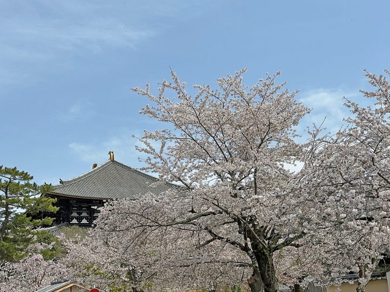 大仏池のそばから桜越しの大仏殿