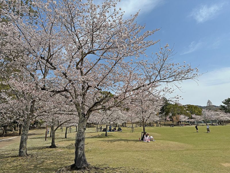 春日野園地側の桜