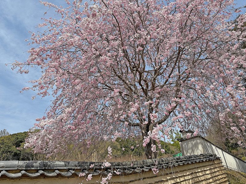 二月堂裏参道中程の枝垂れ桜