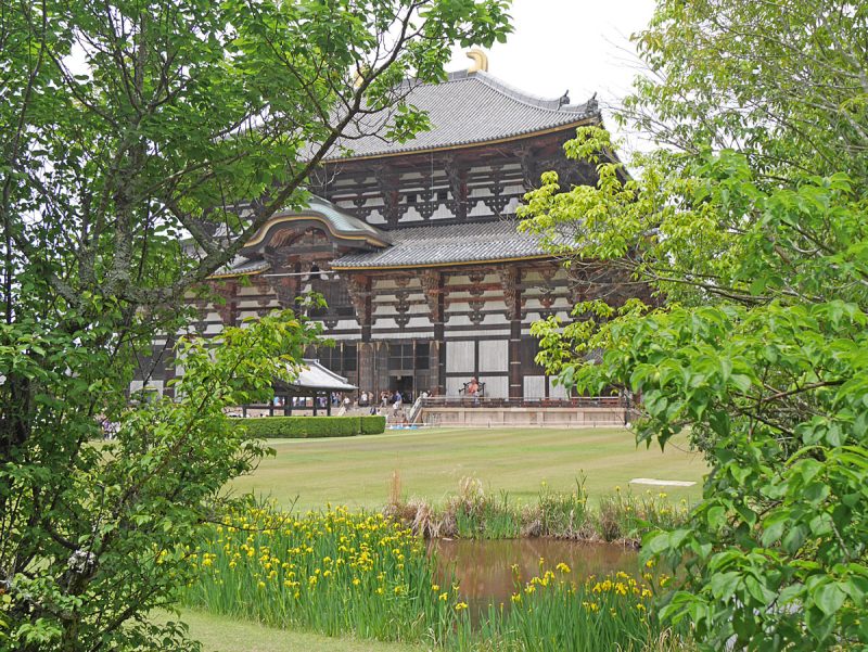 黄菖蒲と大仏殿