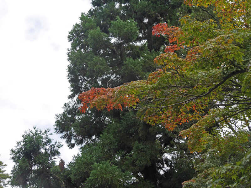 手向山八幡宮参道の紅葉