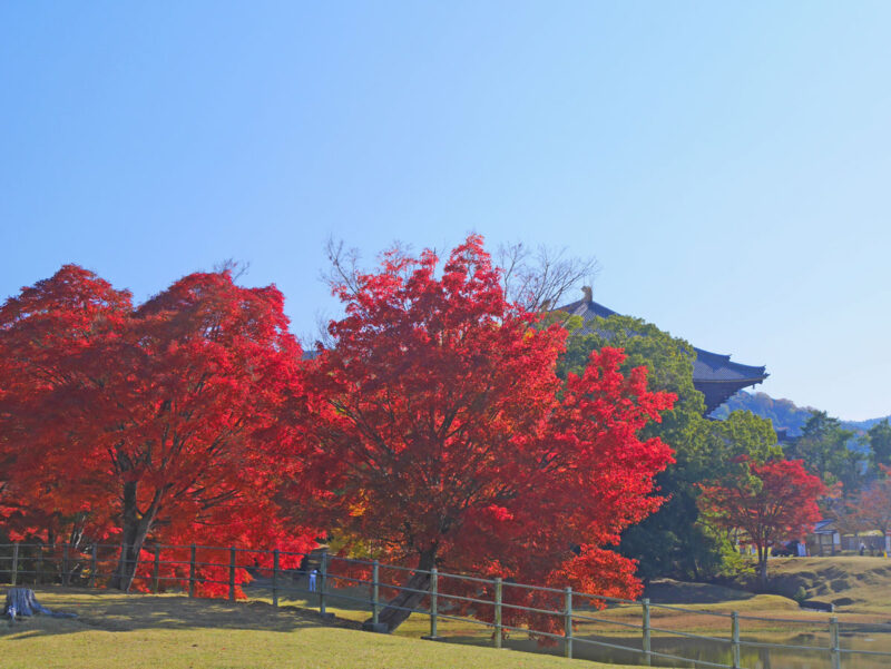 大仏池北西より