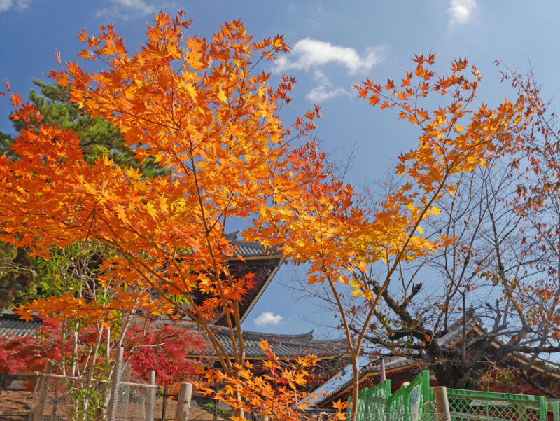 大仏殿西側から