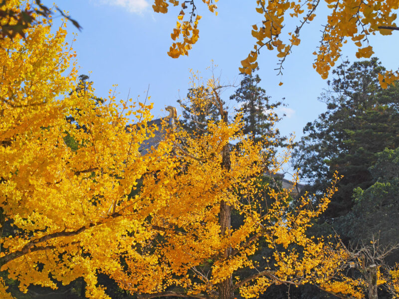 大仏殿南西側から