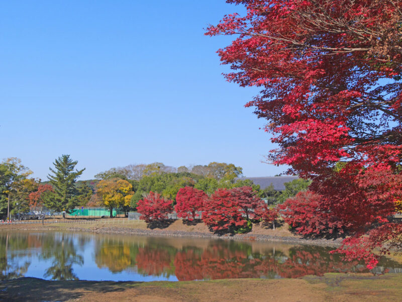 大仏池南東角より