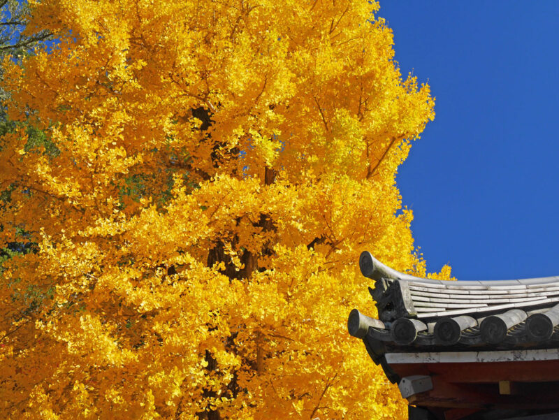 手向山八幡宮北側