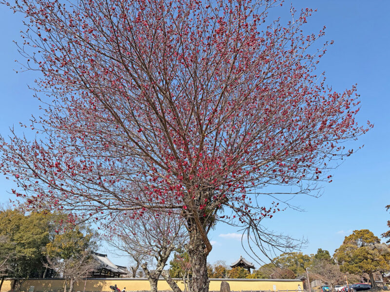 大仏殿西の紅梅