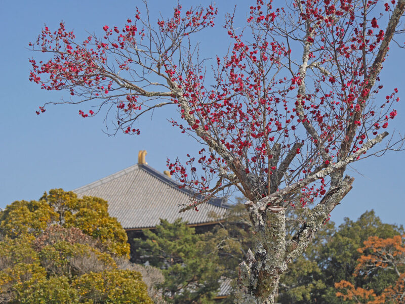 大仏殿西の紅梅