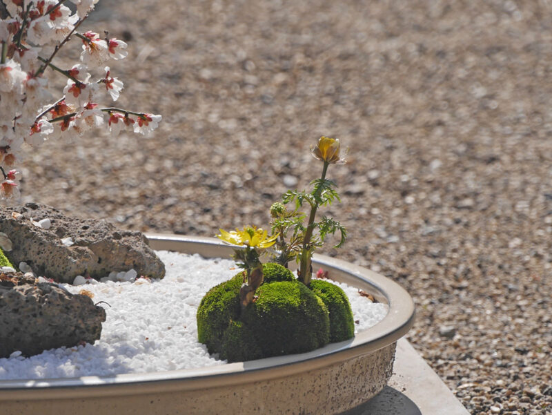 梅の盆栽　福寿草