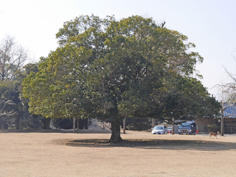 この木なんの木