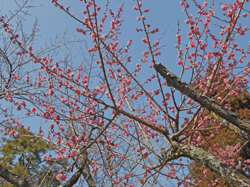 飯道神社奥の紅梅