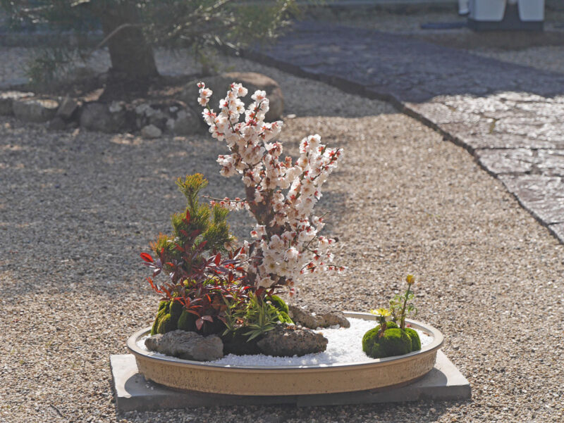 梅の盆栽